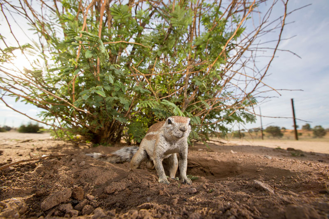 Kgalagadi Transfrontier Park