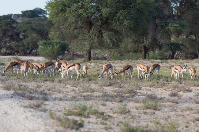 Kgalagadi Transfrontier Park