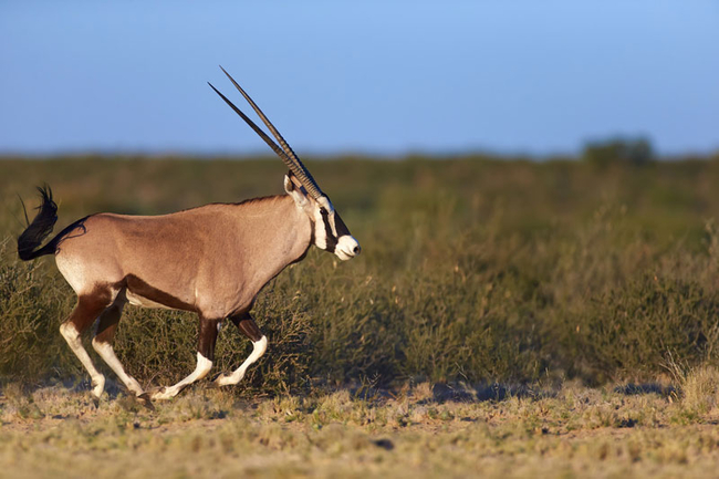 Kgalagadi Transfrontier Park