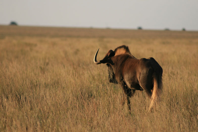 Kgalagadi Transfrontier Park