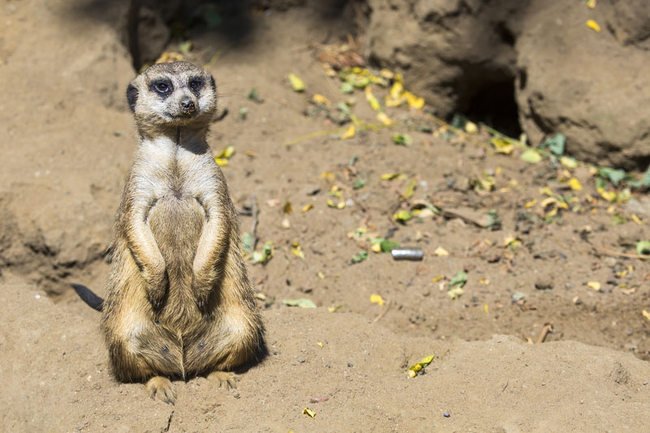 Kgalagadi Transfrontier Park