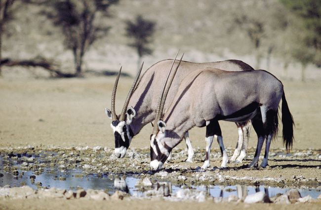 Kgalagadi Transfrontier Park