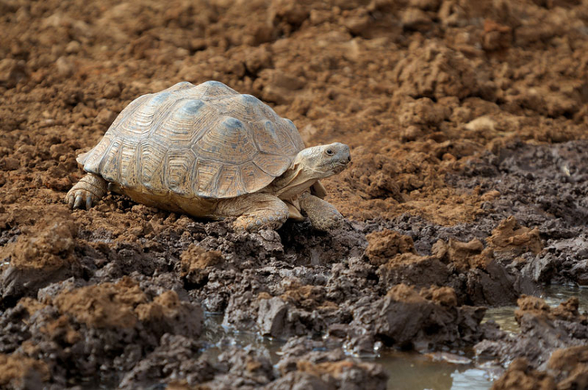 Mokala National Park