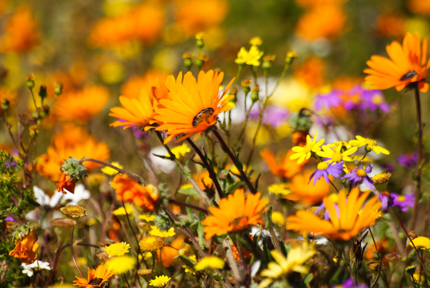 Namaqualand Flower Tours From Cape Town Best Flower Site