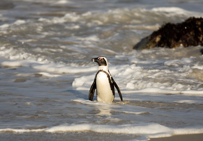 Penguin Conservation