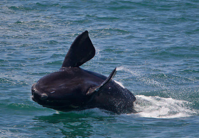 catamaran cruise langebaan