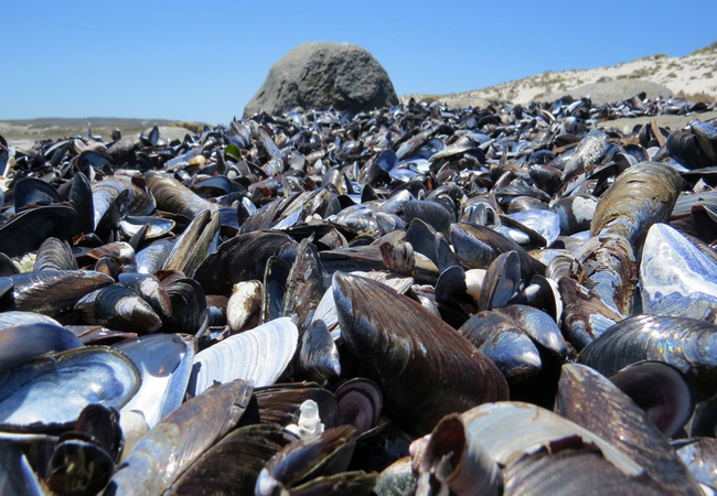 West Coast National Park