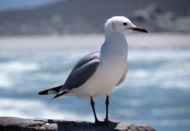 West Coast National Park