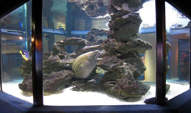 Two Oceans Aquarium