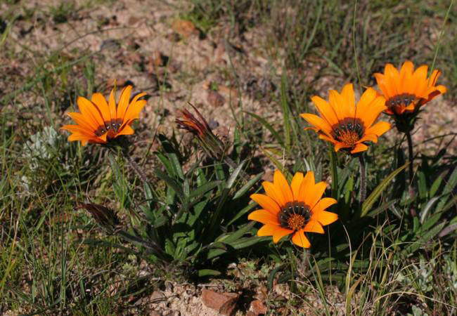 Photograph © Mont Rochelle Nature Reserve