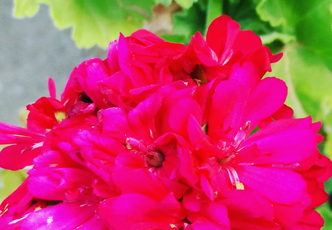 Photograph with thanks to and © Hope Cottage in Rietbron