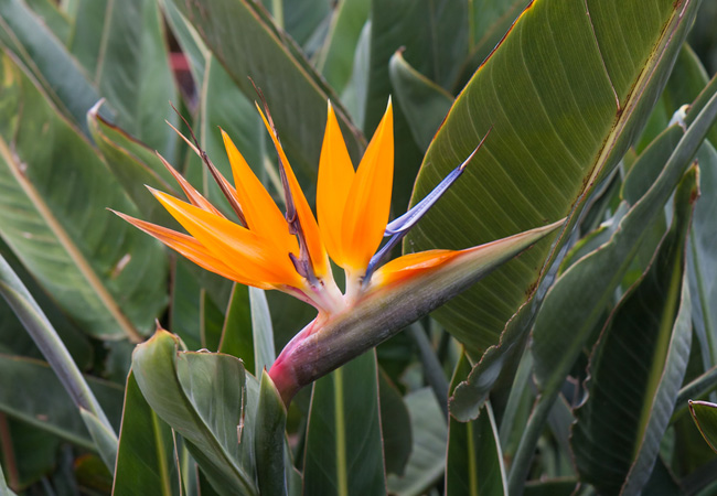 Uitenhage\'s official flower, the Strelitzia, blooms just about everywhere.