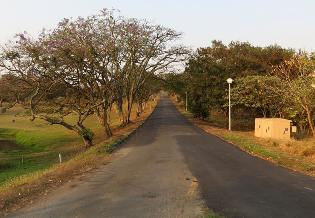 Jacaranda-lined road leading to the Country Club.jpg