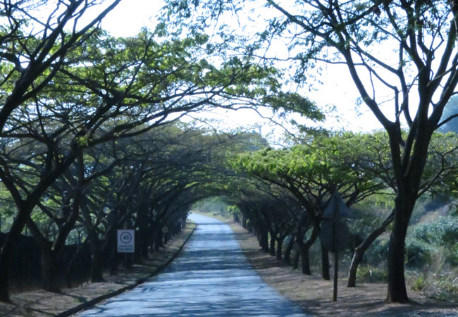 Road leading to Queen Elizabeth Park Nature Reserve