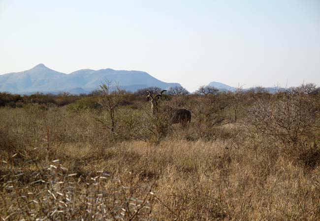 Photograph © Motsomi Lodge & Tent Camp (highly recommended)