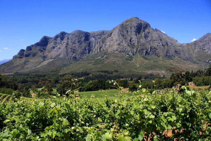 Cape Winelands Guided Day Tour From Cape Town 2023 | lupon.gov.ph