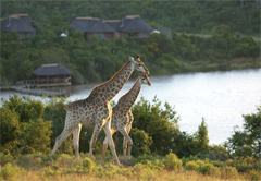 Game Lodge / Safari Accommodation in South Africa