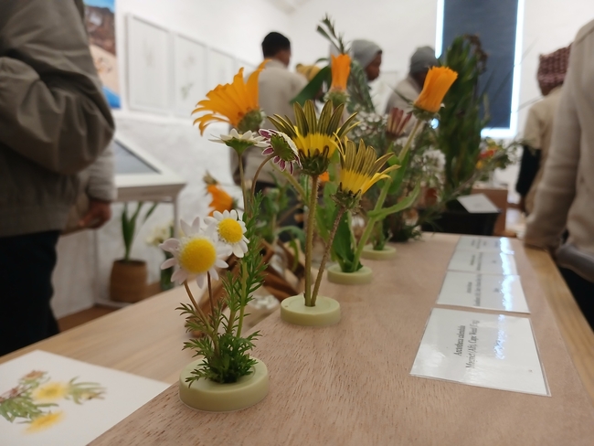 Darling Wild Flower Show