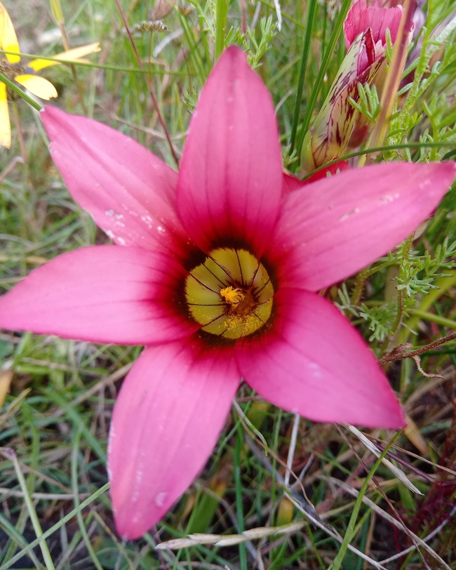 Darling Wild Flower Show