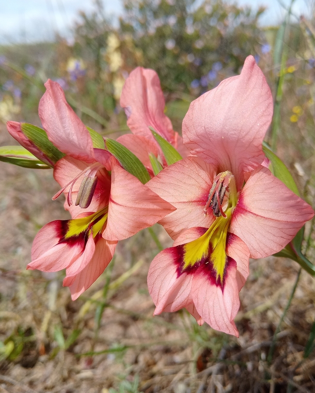 Darling Wild Flower Show