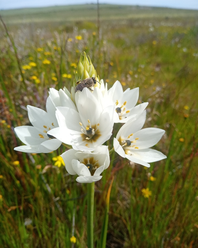 Darling Wild Flower Show