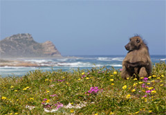 Private Cape Peninsula and Wine Tour