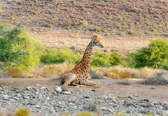 3 Day Sanbona Safari