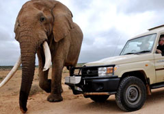 ADDO ELEPHANT NATIONAL PARK SAFARI (FD01)