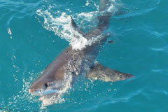 GREAT WHITE SHARK VIEWING AND SHARK CAGE DIVING 