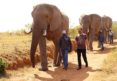 ADDO ELEPHANT NATIONAL PARK & WALK WITH ELEPHANTS
