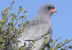 BIRD WATCHING IN AND AROUND PORT ELIZABETH (FD12)