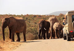 ADDO ELEPHANT NATIONAL PARK, HALF DAY (HD01)