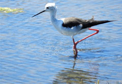 BIRD WATCHING IN AND AROUND PORT ELIZABETH (HD05)