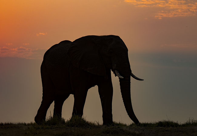 Apex Tours & Safaris