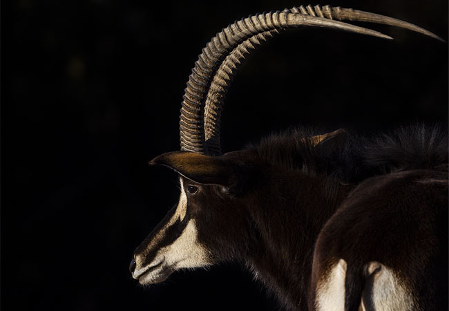 Apex Tours & Safaris