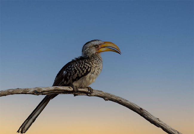 Apex Tours & Safaris