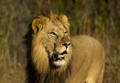 Legend Big 5 Photographic Safari