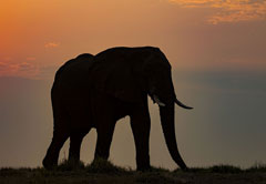 Pilanesberg Photographic Safari