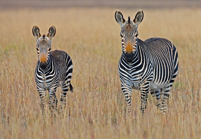 Southern African Tours