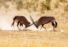 4-Day Kgalagadi Transfrontier Park