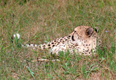 Cape Winelands & Cheetah Outreach (Private)