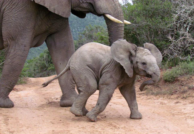 Eastern Cape Tour Guides