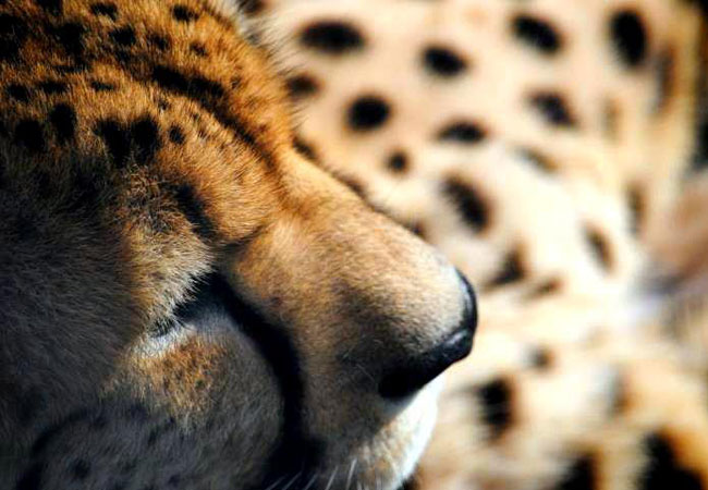 Umzantsi Afrika Tours