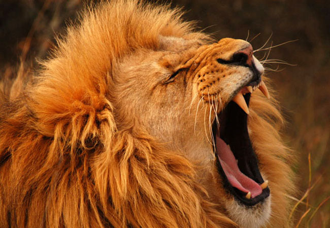 Umzantsi Afrika Tours