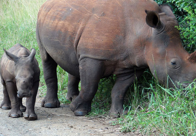 Umzantsi Afrika Tours