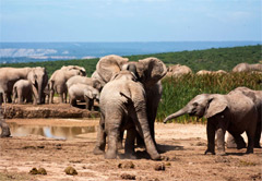 Addo Elephant National Park Eastern Cape