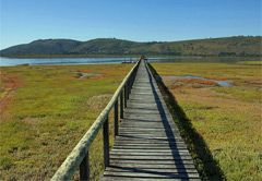 6 Day Luxury Safari Garden Route Tour(UMZLGR6)