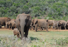 3 Day Karoo Fossil Safari (UMZKF3)