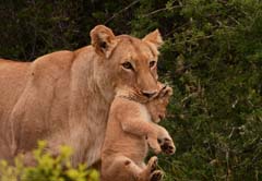 Addo Elephant National Park & Schotia Big 5 Priva 