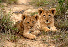 4 day Kruger National Park Acco/Camping (UMZN24)